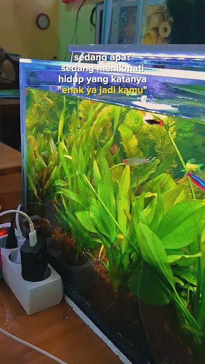 Nikmati dan syukuri | Story WA | Story | Status | Status WA #senin #storywa #status #statusvideo