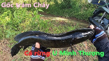 Hugo cá rừng 1,2kg quá đã | Săn Hugo cá lóc đen U Minh Thượng (Tập 41) | #Doantuananh151