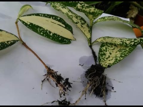 Video: Menanam Dracaena Di Lanskap: Merawat Tanaman Dracaena Luar Ruangan