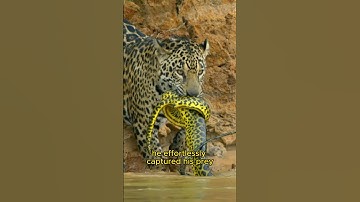 🐆Jaguar’s Deadly Game: Conquering Python and Crocodile in Duel‼️🐊🐍