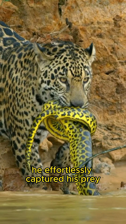 🐆Jaguar’s Deadly Game: Conquering Python and Crocodile in Duel‼️🐊🐍