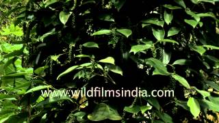 Black pepper (Piper nigrum) grows on the vine in India