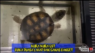 Kura-kura ini ganas sekali buka puasanya❗Tonton sampai habis adegan menegangkan di akhir video ❗