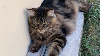 LE MAINE COON ADORE ? L EAU 