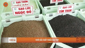 KHỞI SẮC XUẤT KHẨU GẠO VIỆT | VTV5