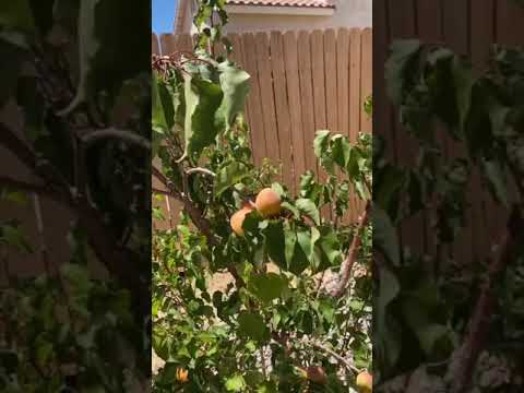 Video: Sharafuga (24 Na Larawan): Paglalarawan, Mga Pagkakaiba-iba Ng Fruit Hybrid Ng Peach At Apricot, Pagtatanim Sa Taglagas At Pangangalaga Sa Bukas Na Bukid, Taas Ng Puno