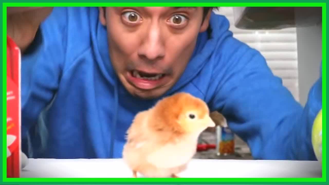 Zach King Magic Compilation Zach King Greatest Magic Chicken Eggs of