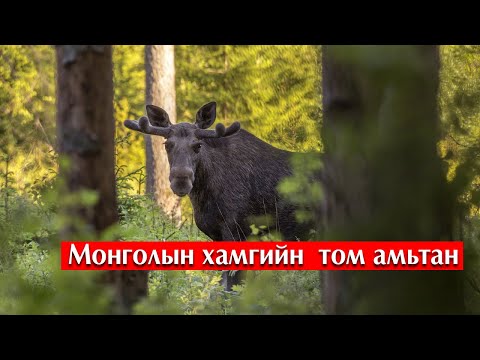 Видео: Нисдэг оффис Лорензо Дамиани