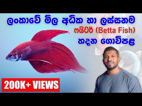 අපනයනය සදහා හොදම ෆයිටර්ලා හදන කඳානේ තරුණයා | Everything about Betta (Fighter Fish) in Sinhala