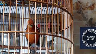 ANIS MERAH Volume Kasar  ISIAN BANYAK buat pancingan & Masteran