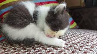 Adorable Kitten Is Passionate About Grooming He's Cleaning Himself And Licking Beautifully by pet is life 452 views 10 days ago 2 minutes, 18 seconds