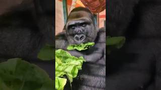 This Young Silverback Is Enjoying His Crunchy Lettuce! #Gorilla #Eating #Asmr #Satisfying