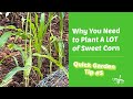 GROWING CORN in Your Backyard: How Many Corn Per Plant?