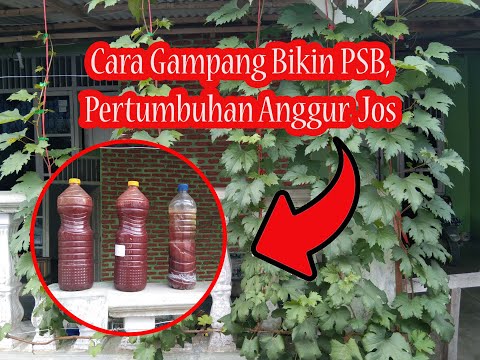 Video: Cara Membuat Kompot Anggur