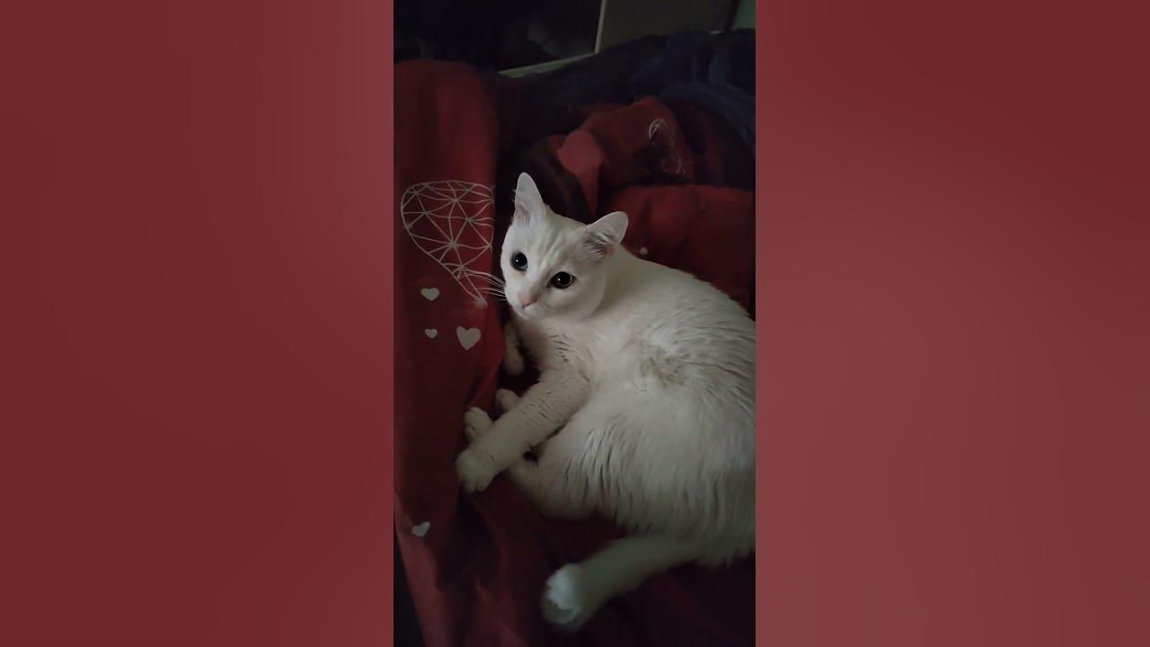 Счастливый котик - YouTube