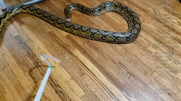 Aggressive reticulated python