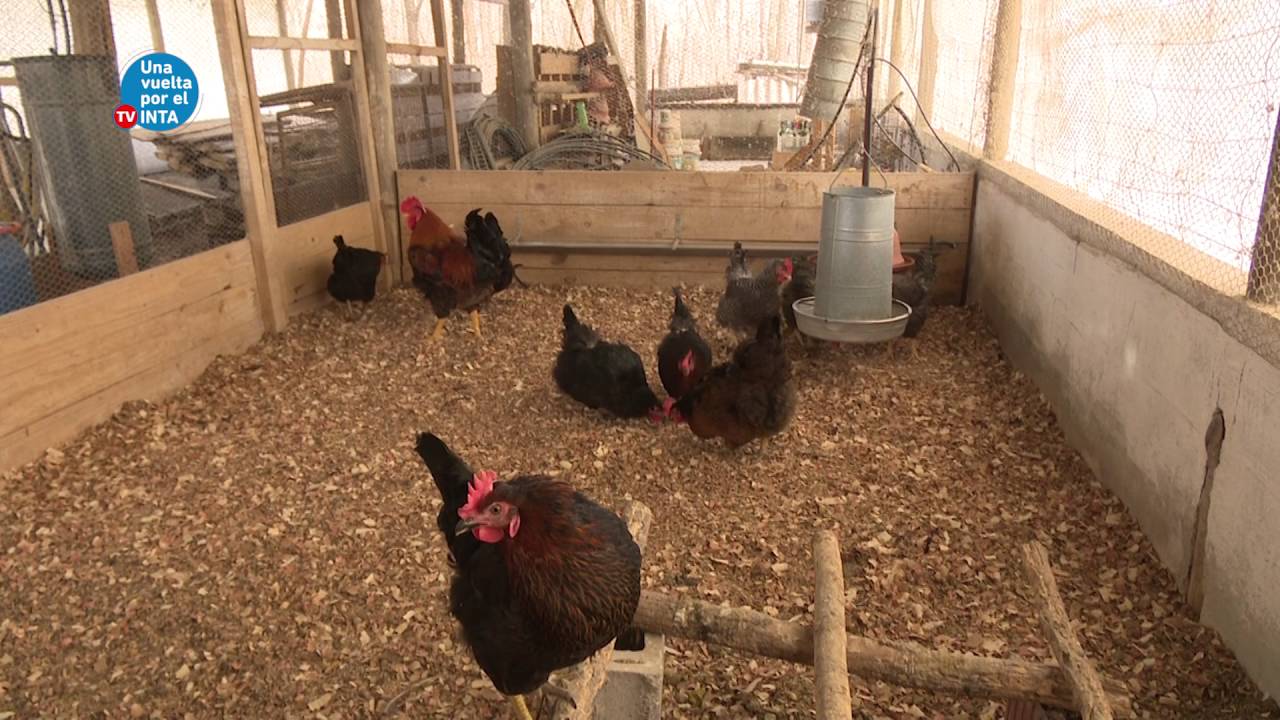 Una vuelta por el INTA TV - Programa 35 - 2016 -(2/3)