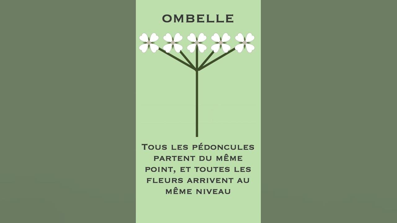 différence entre corymbe et ombelle - YouTube