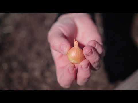 Video: When to plant onion sets in 2021 according to the lunar calendar