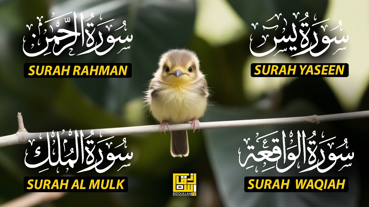 Magical Recitation Surah Yaseen (Yasin) | Surah Rahman | Surah Waqiah | Surah Mulk EP184