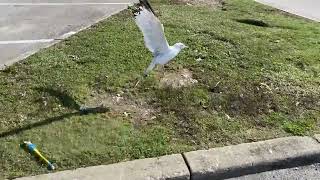 Чайки на Волмарте в Кливленде на парковке волмарта гоняю тварей просто так от нечего делать нх сидет