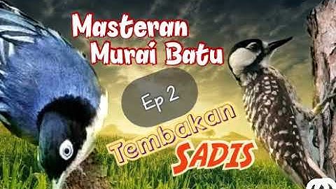 Rambatan Doraemon Ft Pelatuk Sampit || Masteran Murai Batu Tembakan Sadis