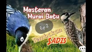 Rambatan Doraemon Ft Pelatuk Sampit || Masteran Murai Batu Tembakan Sadis