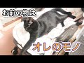 赤ちゃんのゆりかごとベビーベッドを占拠する黒猫がふてぶてしすぎる...