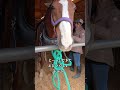 【セカンドキャリウマ】　農耕馬編オフショット　～大人しくしてると思ったら...？～