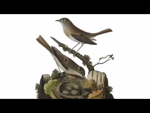 انق صوت طائر الدخل كامل او الشحيم افضل صوت للاجهزة