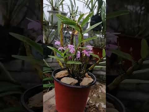 How amazing to grow orchids propagate plant fast and easy #3694