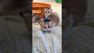 Too Cute to Handle! Baby Kittens Compilation 😍