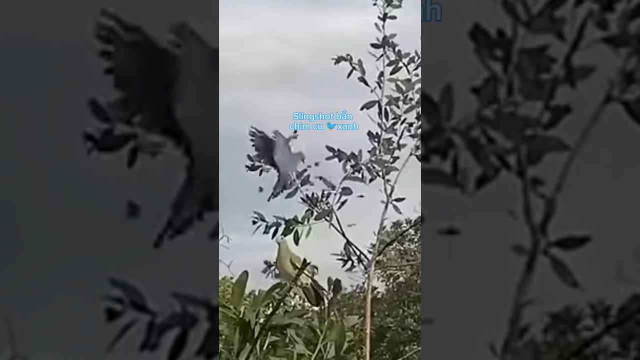 Slingshot bắn 🐦chim cu 🐦xanh 