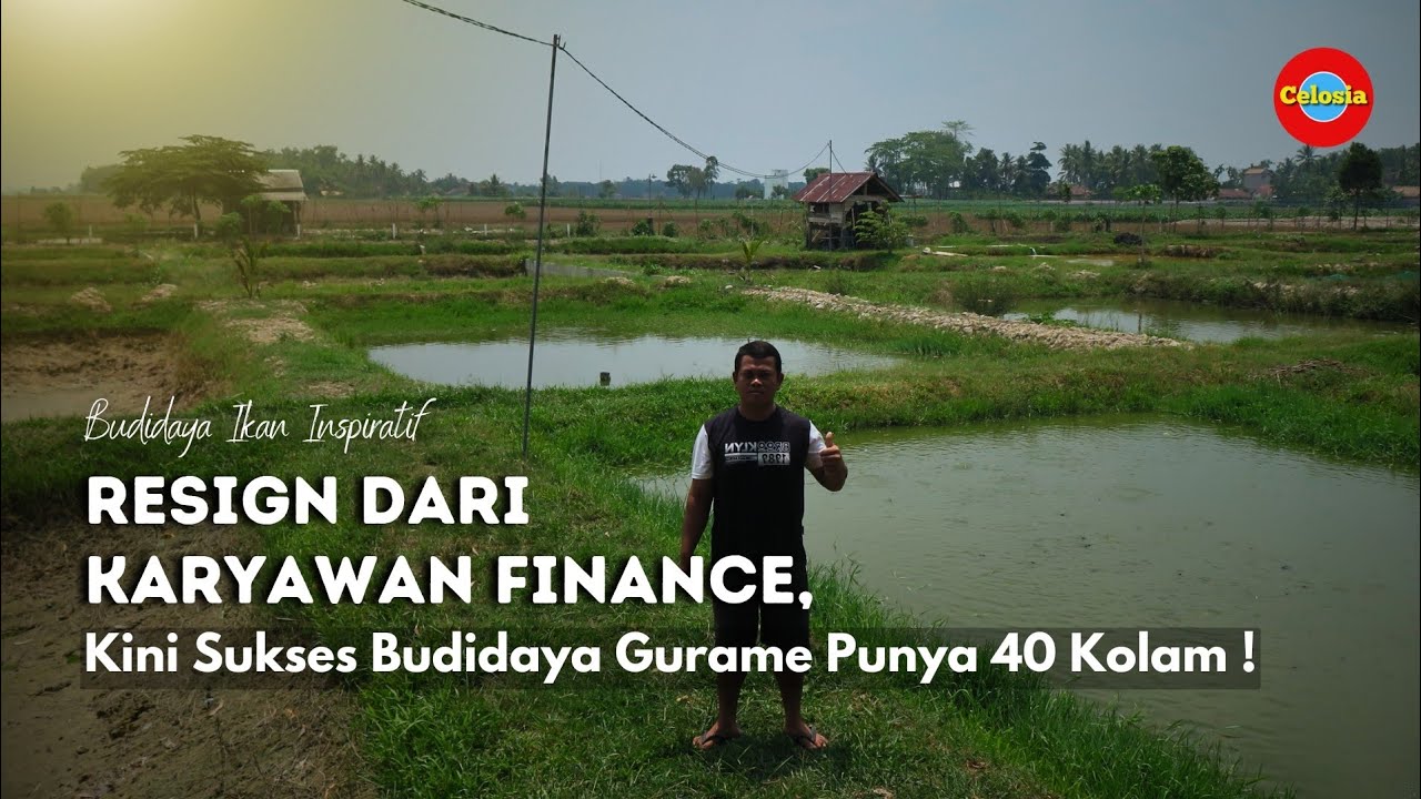 Tips Sukses Budidaya Gurame, Bisa Panen 2 Ton Per Bulan !