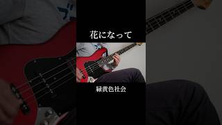 花になって弾きました！ #ベース弾いてみた #basscover #bass #弾いてみた #ベース #cover #ベースカバー #花になって #緑黄色社会 SOTA【VEŁŁY】