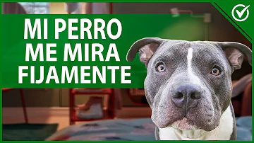 ¿Por qué mi perro se sienta junto a mi cama y me mira fijamente?