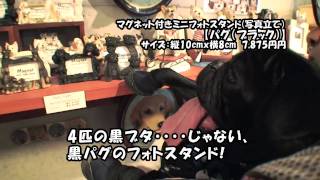 黒パグナイトの東京 世田谷 DOG PLANET 駒沢公園店