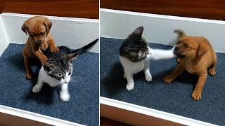 Angry Kitten Warns Puppy Stop Teasing Me or You'll Regret It! screenshot 5