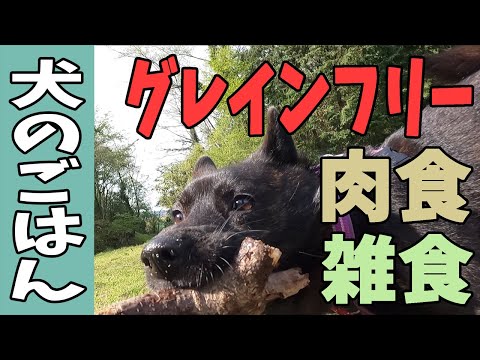 犬のごはん。犬って肉食?雑食?グレインフリー? hqdefault