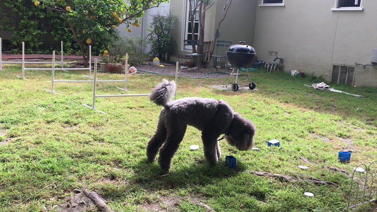 Scent Hurdles N320 YouTube