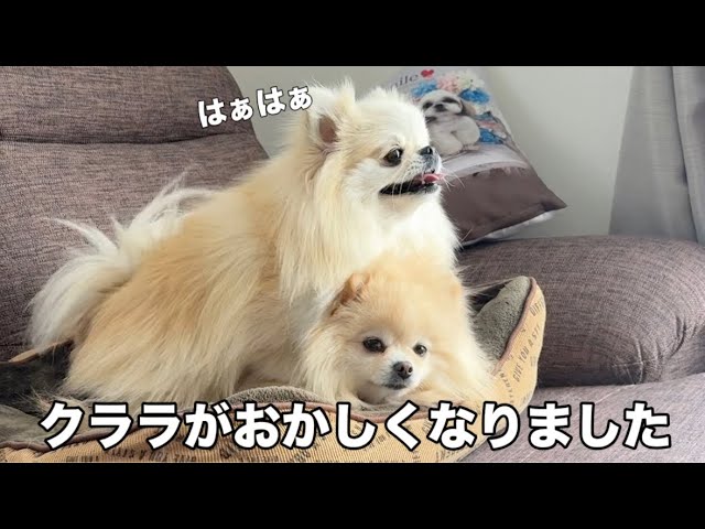 Pomeranian goes crazy after trying too hard - YouTube