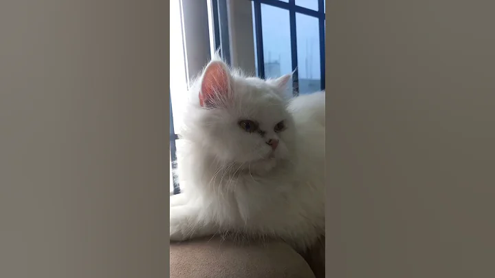 Watch the video about #cat #catvideos #cute #catfunny #kitten #catsound #funnycat #catmeowing