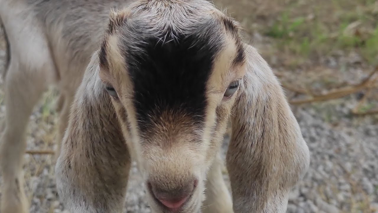 UPDATE SA MGA ALAGANG KAMBING NGAYONG MAY BAGYO AT TAG ULAN🐐❤️ #goatfarming #buhayprobinsya
