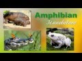 Amphibians/Земноводные и Птицы