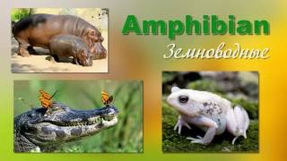 Amphibians/Земноводные и Птицы