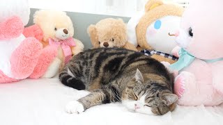 ぬいぐるみに囲まれて寝るねこ。Maru takes a nap surrounded by stuffed animals.