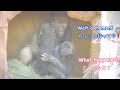Gorilla❤️Joanne is growing significantly thanks to her relationship with Paul💗ポールとの関係で大きく成長しているジョアン💓