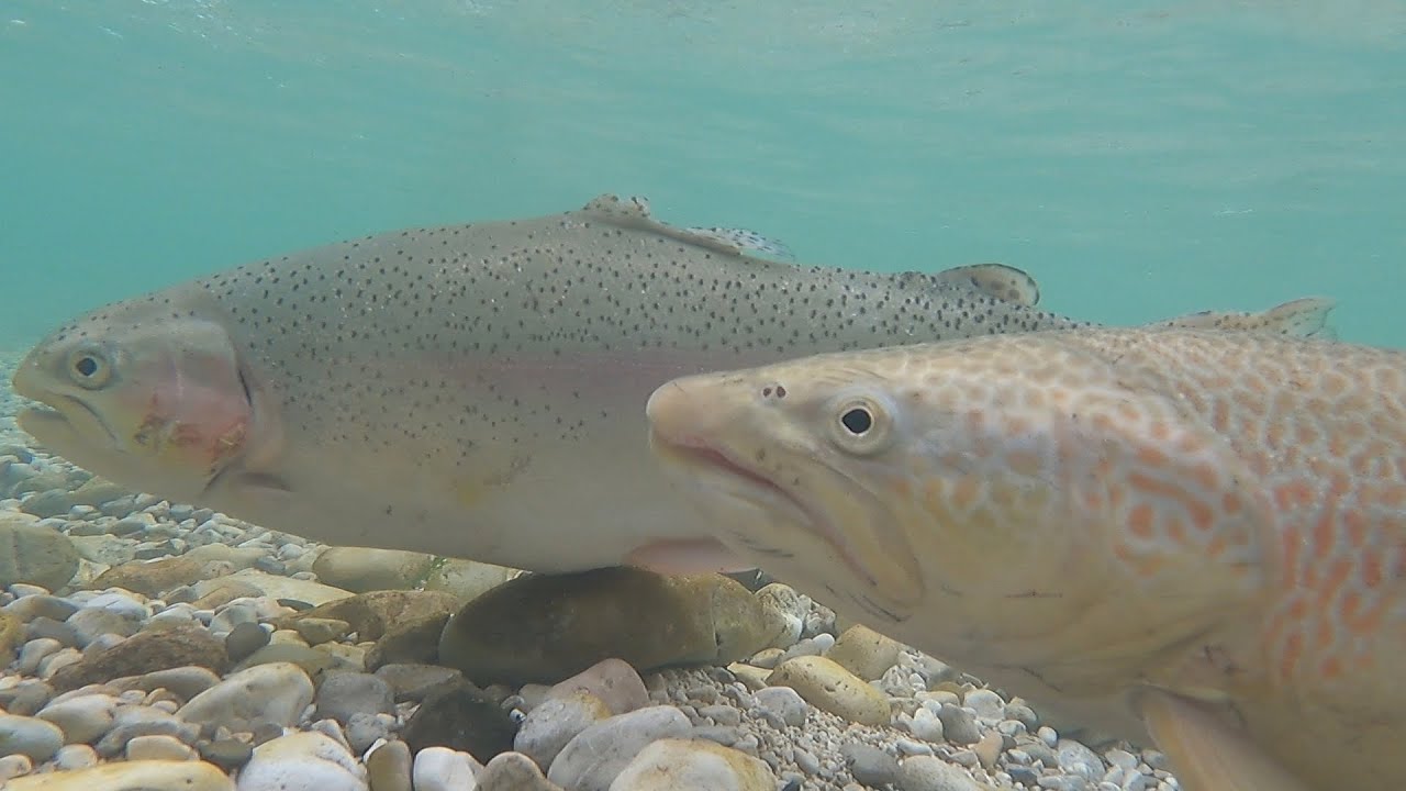 MISSION IMPOSSIBLE TROUT ITALY