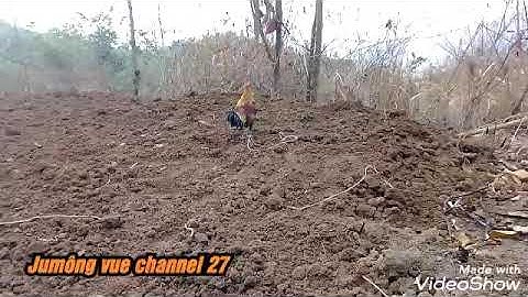 gà rừng mồi tơ gáy hay.Qaib dib daj qua zoo kawg lawm