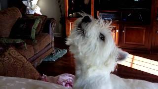 Westie Howling